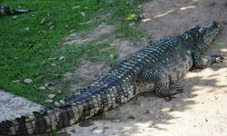 Köyde timsah alarmı: Bir sürü var