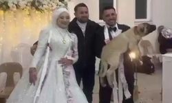 Takı töreninde kangal taktı: Düğün hediyesi 100 bin TL değerinde köpek!