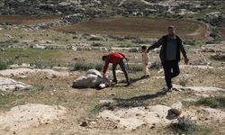 İşgalci hırsızlar Filistinlilerin 150 koyununu çaldı