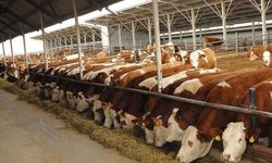 İthal sığırlar için imza mı atıldı? Et ve Süt Kurumu Müdürü açıkladı!