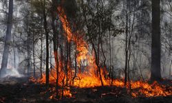 Avustralya yangınlarında 1 itfaiyeci hayatını kaybetti, 39 ev kül oldu