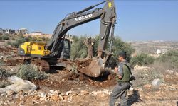 İşgalciler 1608 zeytin ağacını kökünden söktü!