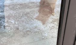 Yurt bahçesinde yiyecek arayan tilki görüntülendi