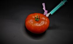 Genetiği değiştirilmiş gıdaların satışına onay... Etiket de yok