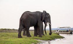 Yabani filler 5 kişiyi öldürdü