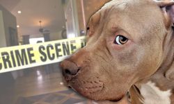 Yargıtay pitbull saldırılarını emsal kararlarla netleştirdi