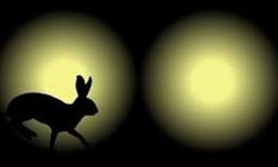 "Far avı" yaparken yakalandılar, cezası ağır oldu