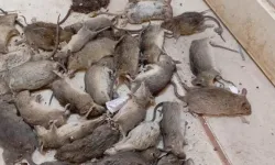 Nehir binlerce ölü fareyle kaplandı