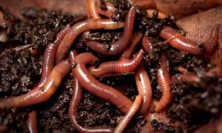 Elektriği silaha çeviren solucan