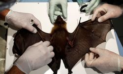 Yeni bir Kovid salgını kapıda mı: Yine yarasadan yayılıyor!