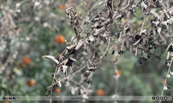 Küçük üretici çaresiz kaldı: Don tehlikesi narenciyeyi vurdu!