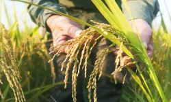 TMO çeltik alım fiyatlarını açıkladı