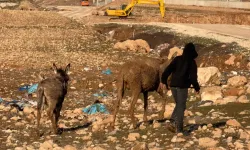 Bataklığa düşen eşek kurtarılana kadar yavrusu yanından ayrılmadı
