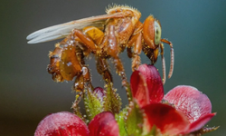 Dünyada yasal hakları olan  ilk böcek
