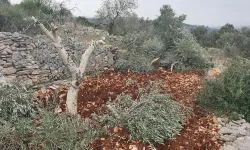 Siyonistler 500 ağacı kökünden söktü!