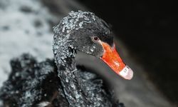 Ankara'da havuzun yüzeyi buz tuttu