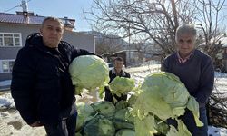 Eskipazar lahanasında büyük rekolte bekleniyor