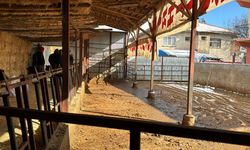 Elektrik akımına kapılan 14 büyükbaş hayvan telef oldu