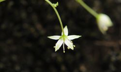 Endemik bir bitki türü keşfedildi