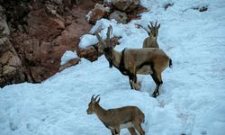 Çetin kış şartlarında dağ keçileri için yem bırakıldı