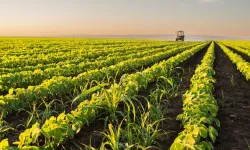 Çöpe atıyorsunuz ama tarımda altına dönüşüyor