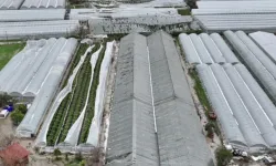 Antalya’da üreticiler için hasar tespiti sürüyor!