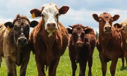 Besilik sığır ithalatı başvuruları başladı!