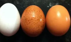 Bilim dünyası son noktayı koydu: Beyaz ve kahverengi yumurta tartışması sona erdi