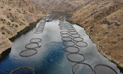 Alabalık yetiştiriciliği için üç baraj gölü tahsise açıldı