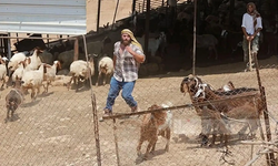 Siyonistler Filistinlilere ait hayvanları çaldı!