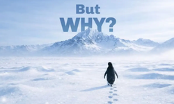 Tek başına buzullarda ilerleyen penguen olayı ne anlama geliyor? Hangi belgeselde yer alıyor?