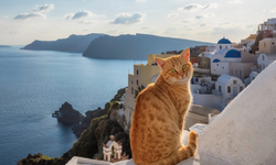 Kedi bakma karşılığında bir aylık ücretsiz tatil