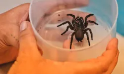 Kalp krizi ve felç için örümcek zehrinden ilaç yapılıyor
