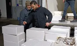 Mevzuata aykırı taşınan 2,6 ton mezgit balığına el konuldu!