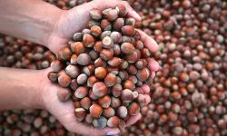 İşte fındık yemenin vücuda faydaları!