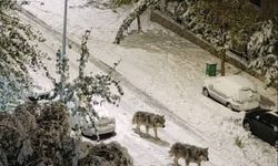 Şanlıurfa'ya kurtlar mı indi?