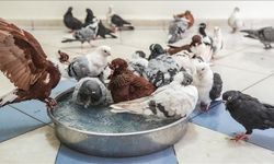 Gusül abdesti nasıl alınır? Hanefilere ve Şafiilere göre ayrı ayrı