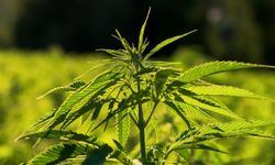 21 ilde kenevir yetiştirilecek: İşte o iller