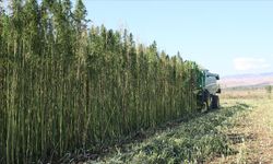 Kenevir üretimi ve denetimine düzenleme: 21 ilde üretim yapılabilecek!