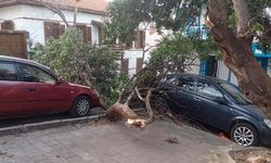 Antalya fırtınaya teslim: Ağaçlar söküldü, elektrik direkleri devrildi