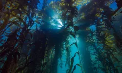 Okyanuslara aniden gece çöküyor: Neden?