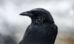 Kendi isimleriyle çağırıyorlar birbirlerini! İşte dünyanın en akıllı hayvan türleri...