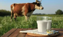 Dünyada süt ve peynir krizi başlıyor