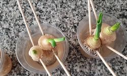 Pazarda 70 TL’ye Dayandı, Balkonda Yetiştiren Çoğaldı!