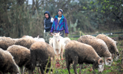 Kurban bayramı için 1 milyon ithal kurbanlık koyun planı