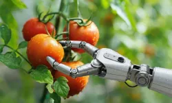Domates tarımında devrim