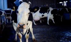 Kapatılan bazı hayvan pazarları açılıyor!