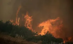 Orman yangınları dehşeti: 15 Ölü!