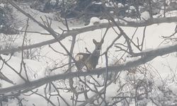 Ormanlık alanda yiyecek arayan karacalar görüntülendi