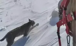 Bingöl'de atıyla gezerken vaşakla karşılaştı